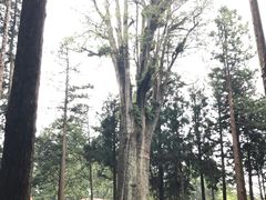 -阿里山神木遗迹