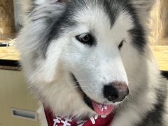 -Husky Go! 哈士奇体验馆·宠物咖啡厅狗咖