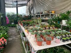 -金科花卉市场