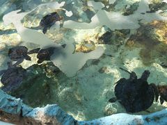 -斐济双桅帆船外岛一日游 浮潜 海钓 Tinhao号