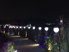 -大塘金香草谷