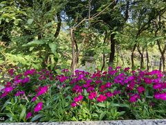 -深圳国际园林花卉博览园