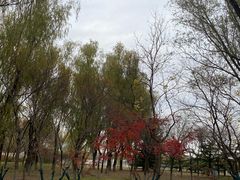 -大兴滨河森林公园