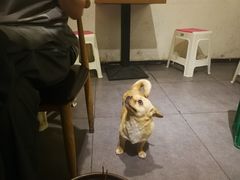 -长药唐师乐山油炸(石人直营店)