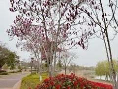 -九龙湖公园