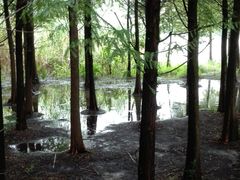 -溱湖国家湿地公园