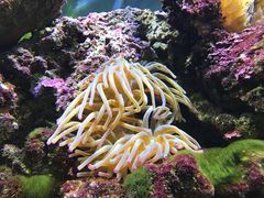 -御唐府海珊瑚主题餐厅
