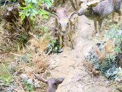 -北京麋鹿生态实验中心