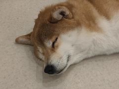 -共舞时光猫咖·狗咖(新街口店)