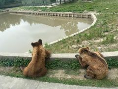 -上海野生动物园
