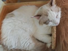 -平行世界·猫咖(首经贸店)