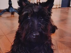 -袁大头包子(光华路店)