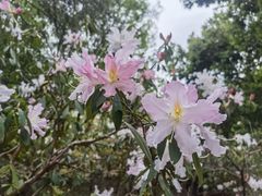 -昆明植物园