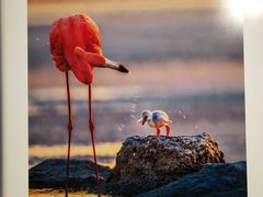 -罗红摄影艺术馆