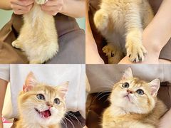 -lincat·猫舍(广州店)