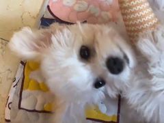-美联众合爱康动物医院•复杂内科•肿瘤科•牙科•腔镜诊疗中心