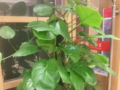 -解家河南菜(商鼎路店)