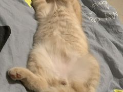 -猫十亿·布偶金渐层·曼基康矮脚猫舍(青年路店)