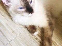 -Bastet sally猫舍购宠(静安店)