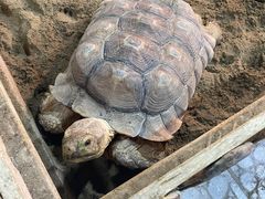 -上海大自然野生昆虫馆(东方明珠·爬宠昆虫探索中心)