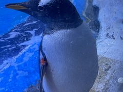 -上海海昌海洋公园