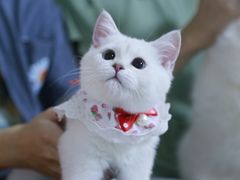 -lincat·猫舍(广州店)