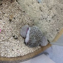 -神奇动物撸宠馆·羊驼·小浣熊·异宠(豫园店)