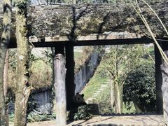 -中国大熊猫保护研究中心雅安碧峰峡基地