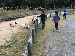 -前小桔亲子创意农场·草莓采摘·露营烧烤
