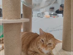 -楼上猫咖(罗湖店)
