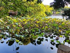 -侨美·唐荔园·40年地道粤菜