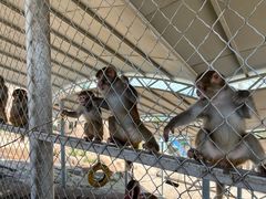 -西霞口神雕山野生动物世界