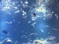 -海合安青岛极地海洋公园