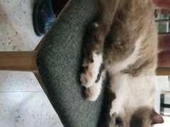 -喵园·猫主题咖啡厅·撸猫·猫咖(国贸店)