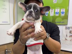 -爱侣宠医·鹦鹉专科·小型哺乳类·异宠专科(灵石路店)