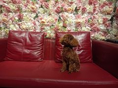 -百好乐宠物友好餐厅(朝外大街店)