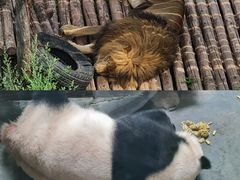 -青藏高原野生动物园