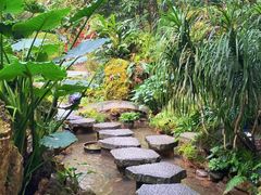 -深圳仙湖植物园