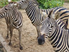 -清迈夜间动物园