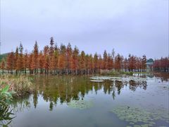 -白鹭湾湿地公园