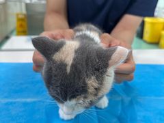 -北京观赏动物医院·24小时大型综合·猫专科·异宠专科