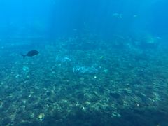 -瑞德姆美人鱼海底演艺主题餐厅(亚龙湾店)