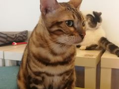 -Cappucimeow猫咪咖啡馆(韦伯时代店)