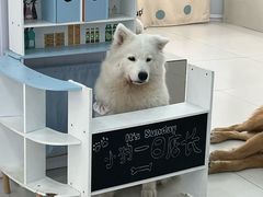 -汪说·狗咖·拼豆·宠物周边DIY(旺城大厦店)