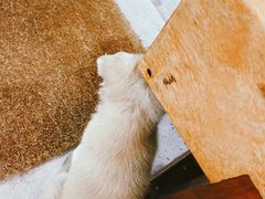 -Tequila Espresso(嘉善路店)