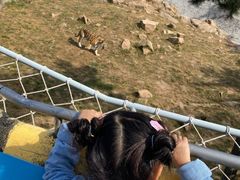 -西霞口神雕山野生动物世界