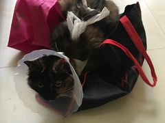 -佳怡动物医院·平价24小时·猫专科骨外科