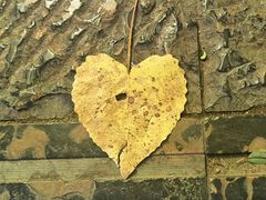 -演武大桥观景平台