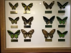 -上海昆虫博物馆