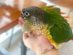 -吉丁鸟咖·异宠·寄养